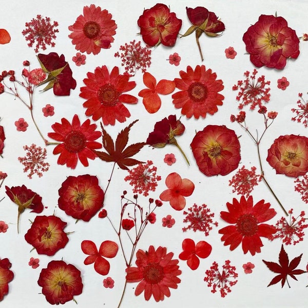 Gepresste Blumen, rote gepresste Blumen, 100 Stück Set rote Mischpackung, gepresste Trockenblumen, rote Trockenblumen, Trockenblumen