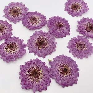 12 pcs Pressed flowers,Purple chrysanthemum Real Pressed dry Flowers,Pressed Flat Dried Flowers Preserved Flat Wildflower