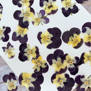 Pressed flowers12 pcs/Pack,Pressed flowers,purple yellow violets,dry Flowers,Pressed Flat Dried Flowers,Preserved Flat Wildflower