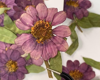 Pressed flowers,purple ZINNIA dried flower,6 pcs /pack,purple ZINNIA,Pressed Flat Dried Flowers Preserved Flat Wildflower （4-6cm)