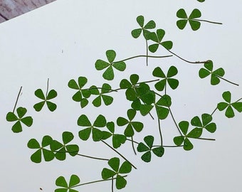 Pressed Clover Leaves: Tiny Green Dried Flowers, 12pcs