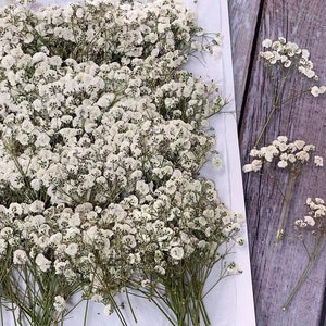 Pressed flowers,20PCS/Pack,Dry Preserved Wedding Flowers Invitaion,White Baby&#39;s Breath Dried Pressed Flowers,white Dried Real flat Flowers