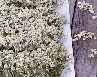 20PCS White Dried Baby's Breath Pressed Flowers: Wedding Invitation Decor