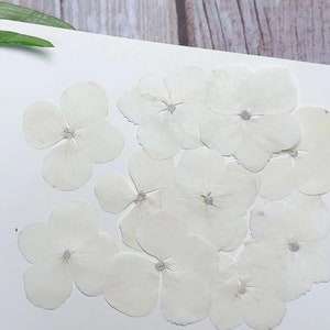 12 pcs/Pack, Pressed flowers, white Hydrangea Real Pressed dry Flowers,Pressed Flat Dried Flowers Preserved Flat Wildflower（1.5-2.5cm)