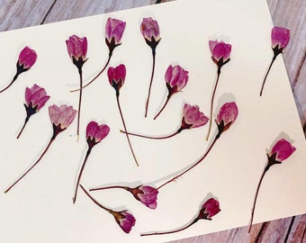 Puede incluir: Una colección de flores secas rosas dispuestas sobre un fondo blanco. Las flores son delicadas y tienen un aspecto natural y rústico.