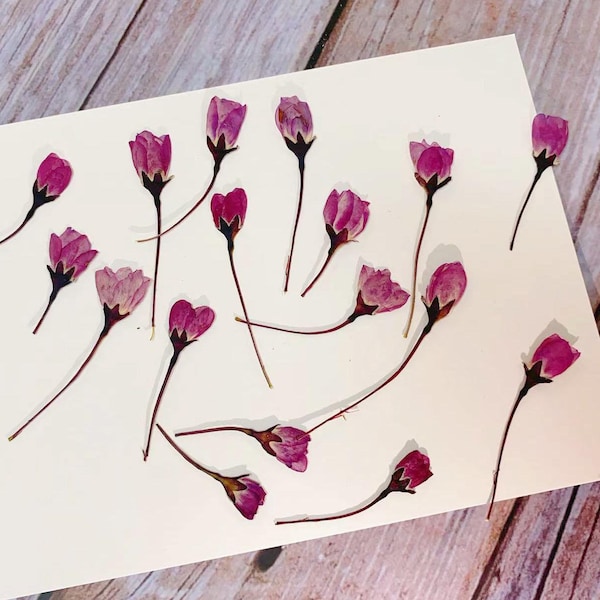 12 stuks paarse kersenbloesem geperste bloemen: echte gedroogde bloemen