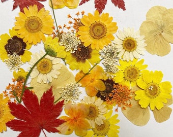 Pressed flowers, Yellow Pressed flowers,100 PCS Set Yellow red mixed pack,Pressed Dried Flowers,pink dry flowers
