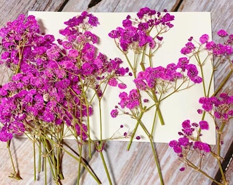 20PCS Purple Dried Baby's Breath Flowers: Flat Pressed Florals
