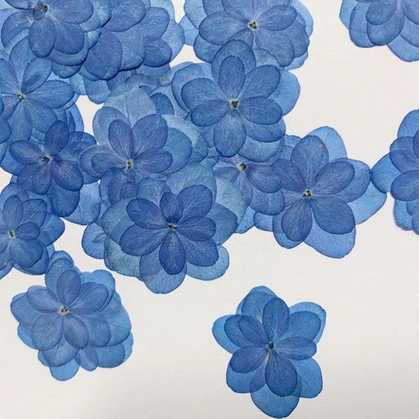 Pressed flowers,Blue Dried Pressed Hydrangea Flowers 12pcs/Pack, Blue Dry Flowers,Dried Flowers,Pressed Flat Flowers Hydrangea