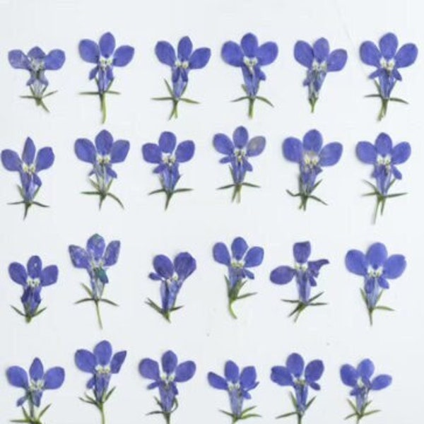 Fleurs pressées, fleurs pressées bleues 10 pcs / pack, lobélie bleue Fleurs sèches, fleurs séchées bleues, fleurs plates pressées lobélie