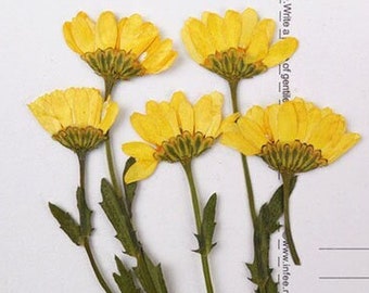 Pressed flowers,yellow Pressed Flowers 10 pcs/Pack,yellow Dry Flowers,yellow Dried Flowers,Pressed Flat Flowers Chrysanthemum