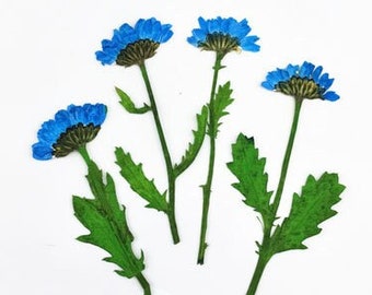 Pressed flowers,blue Pressed Flowers 5 pcs/Pack,blue Dry Flowers,blue Dried Flowers,Pressed Flat Flowers Chrysanthemum