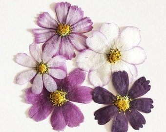 6 pcs Pressed flowers,Dry Real Pressed Purple Cosmos Flower Ivory White Cosmos Dried Flowers Mix Assorted Preserved Purple Wild Flowers