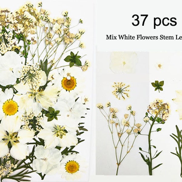 37pcs Fleurs vraies pressées sèches, Mélanger assortiment blanc préservé Flower Stem Leaf Petal, Pressé Flat Dried Flower Preserve Flat Wildflower