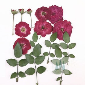 May include: Dried pink rose flowers and green leaves. The flowers are pressed and dried, perfect for crafting projects.