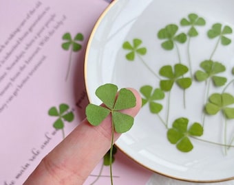 Pressed Leaves,12 pcs/Pack,Pressed Dried Leaves,Pressed Dry green grass,Pressed Flower,Preserved Dry Flat Leaves,Dried Foliage Leaves