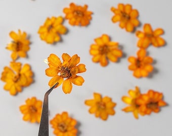 Orange Zinnia Pressed Flowers - 10 pcs Dried Flat Flowers