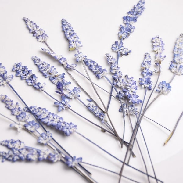 Fleurs pressées, bleu blanc séchées, tiges de fleurs bleues séchées pressées conservées à la lavande 10 pcs/paquet