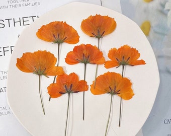 Pressed flowers,orange Pressed Flowers 12 pcs/Pack,orange Cosmos sulphureus Flowers,orange Dried Flowers,Pressed Flat Flowers