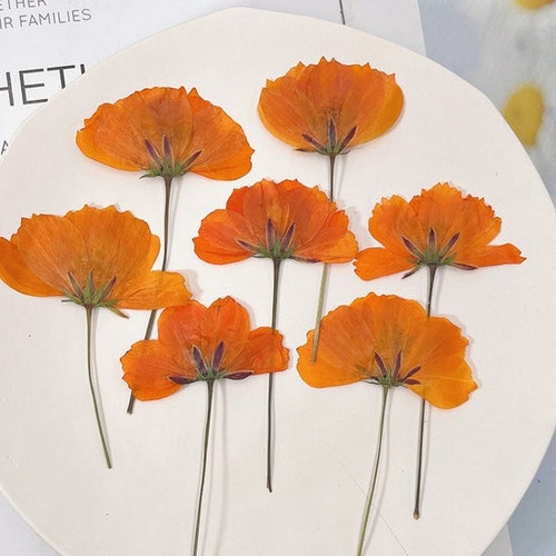 Pressed Flowersorange Pressed Flowers 12 Pcs/packorange Etsy Australia
