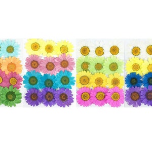 Fleurs pressées,12 pcs / Pack,Mélange Couleur Marguerite Pressée Marguerites Séchées Fleur de marguerite vraie naturelle Sèche Marguerite Fleurs sauvages préservées Pétales plats secs
