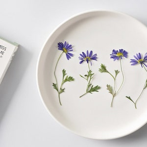 Pressed flowers,Dried flower,6 pcs/Pack,blue Pressed dry Flowers,Pressed Flat Dried Flowers Preserved Flat Wildflower