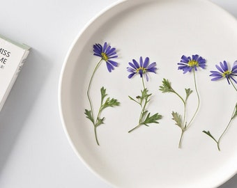 Pressed flowers,Dried flower,6 pcs/Pack,blue Pressed dry Flowers,Pressed Flat Dried Flowers Preserved Flat Wildflower