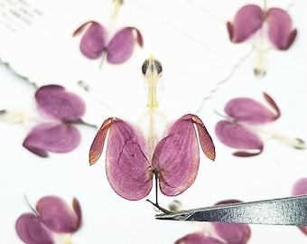 Pressed flowers,Purple Real Pressed dry Flowers,12 pcs/Pack,Purple Dried Flowers,Preserved Flat Wildflower