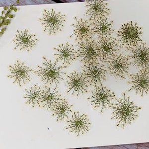 Pressed flowers,12 pcs/Pack,white Snow Pearl Flower Real Pressed dry Flowers,Pressed Flat Dried Flowers