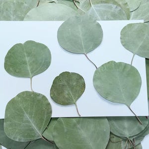 Feuilles pressées,12 pcs/paquet,Feuilles séchées pressées,Feuilles d'eucalyptus pressées,Feuille pressée,Feuilles plates sèches préservées,Feuilles de feuillage séchées