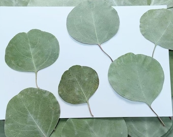 Pressed Leaves,12 pcs/Pack,Pressed Dried Leaves,Pressed Eucalyptus Leaves,Pressed leaf,Preserved Dry Flat Leaves,Dried Foliage Leaves