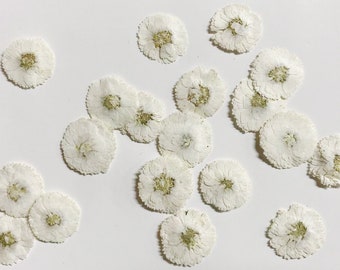 Pressed Flowerswhite Pressed Flowersset of 12 PCS Pressed - Etsy