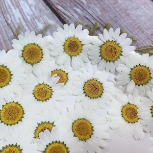 Pressed flowers,feverfew Pressed Flowers,12 pcs/Pack,Chrysanthemum,white Dried Flowers,Pressed Flat Flowers,Dried Flowers