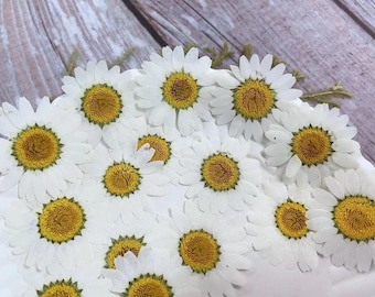 Pressed flowers,feverfew Pressed Flowers,12 pcs/Pack,Chrysanthemum,white Dried Flowers,Pressed Flat Flowers,Dried Flowers