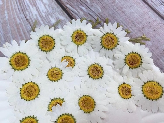 YoothBro 60Pcs Dried Daisy Pressed Flowers Real Nature Flowers Set For Resin DIY Jewelry Candle Soap Vase Making Nail Card Scrapbook Art Craft Floral