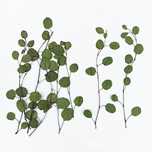 Könnte beinhalten: Eine Sammlung getrockneter Eukalyptusblätter mit Stielen auf weißem Hintergrund. Die Blätter sind hellgrün und in einem zufälligen Muster angeordnet.