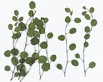 Pressed Leaves,12 pcs/Pack,Pressed Dried Leaves,Pressed Greenery Dried Fern,Pressed Flower,Preserved Dry Flat Leaves,Dried Foliage Leaves