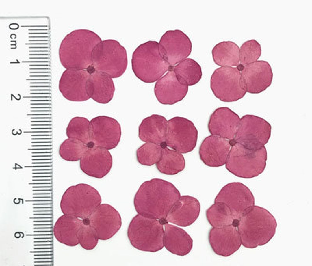 Pressed Flower,rose Red Pressed Flowers,rose Red Hydrangea Flowers