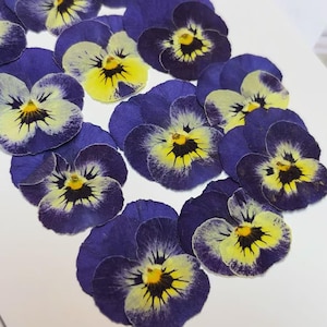 Pressed flowers 12 pcs/Pack,Pressed flowers,blue purple violets,dry Flowers,Pressed Flat Dried Flowers,Preserved Flat Wildflower