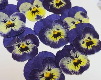Pressed flowers 8 pcs/Pack,Pressed flowers,blue purple violets,dry Flowers,Pressed Flat Dried Flowers,Preserved Flat Wildflower