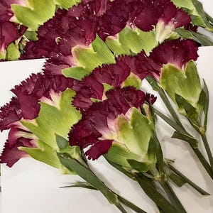 Wine red Carnation Pressed Flowers Stems,6 pcs/Pack,Pressed Dried Flower,Deep red carnation Carnation,Pressed Dry Flower,Pressed Flat Flower