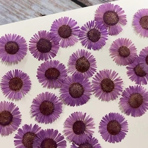 Pressed flowers,Purple Pressed flowers,12 pcs/Pack,Pressed Flowers Chrysanthemum,Pressed dry Flowers,Dried Flowers