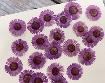 Pressed flowers,Purple Pressed flowers,12 pcs/Pack,Pressed Flowers Chrysanthemum,Pressed dry Flowers,Dried Flowers