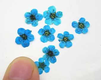 20PCS Blue Pressed Flowers: Small Dried Flat Flowers for Resin Art