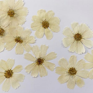 Pressed flowers,5 pcs/Pack,white galsang flower,Beige Pressed dry Flowers,Pressed Flat Dried Flowers Flat Wildflower,large Dried Flower
