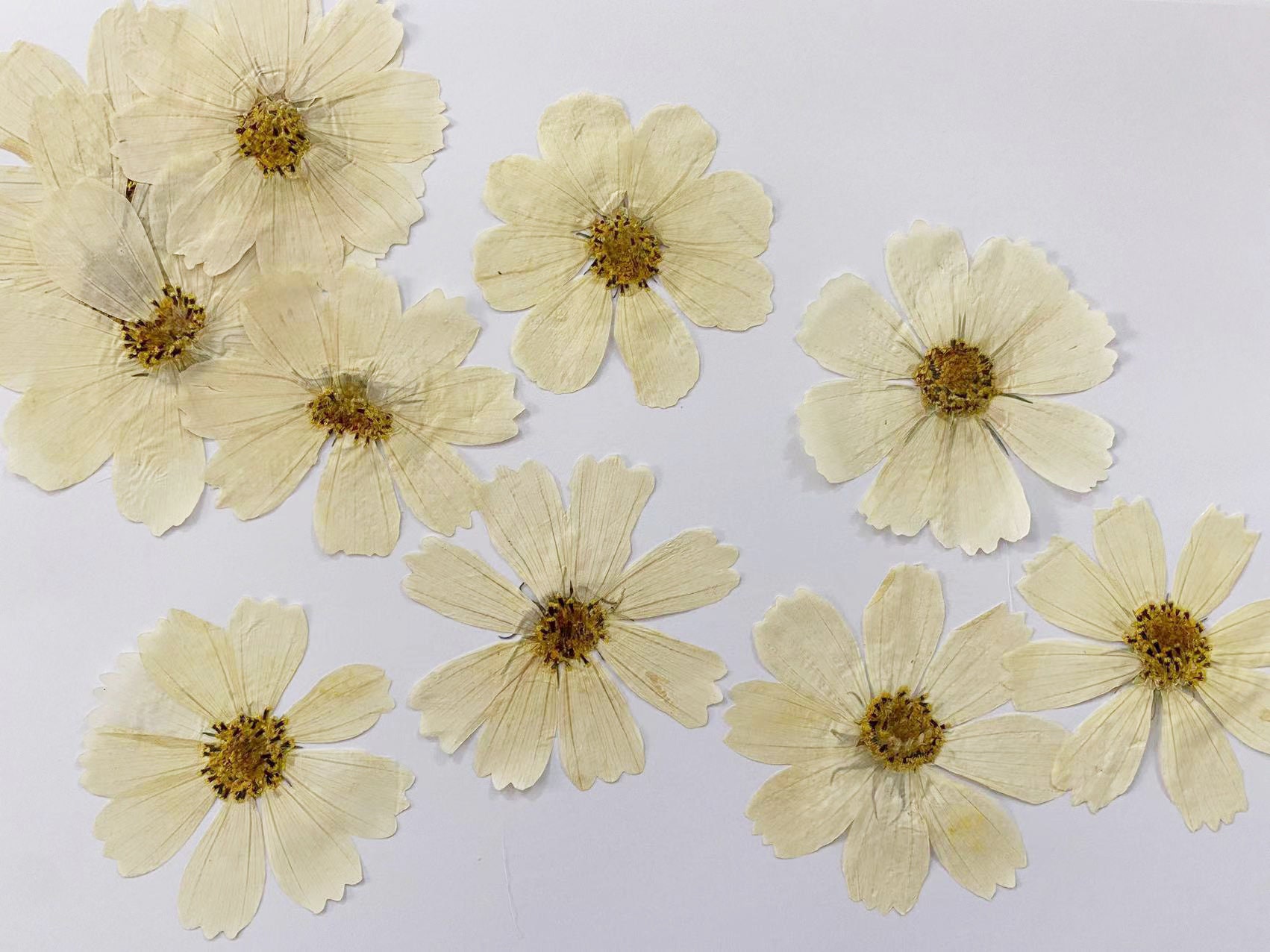 White Mixed dry Pressed Flowers 65-4,Dried Natural Flowers For