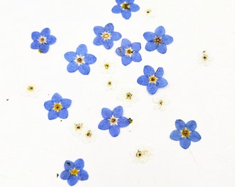 Pressed flowers,blue Pressed flowers,Blue small Dried flower,20 pcs/set, Dried Forget me not Flowers,Dry Pressed Flowers Forget me nots