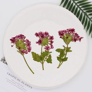 Flores secas Verbena, flores prensadas, rosa rosa mistura de cores flores prensadas 6 unidades/pacote, flores secas, haste de flores secas rosa escuro