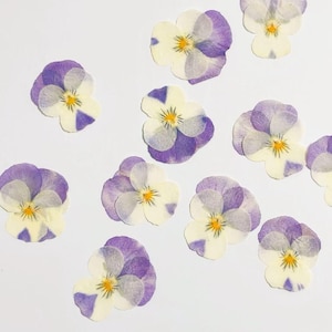 Gepresste Blumen 12 Stück / Packung, gepresste Blumen, lila Beige Veilchen, Stiefmütterchen Trockenblumen, gepresste flach getrocknete Blumen, konservierte flache Wildblume