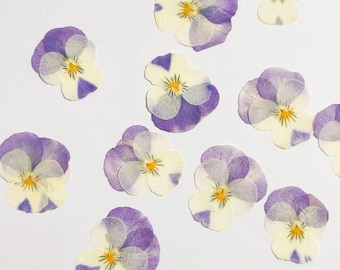 Pressed flowers12 pcs/Pack,Pressed flowers,purple Beige violets,Pansy dry Flowers,Pressed Flat Dried Flowers,Preserved Flat Wildflower